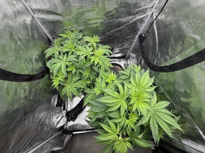 Bon Boni . Week 5