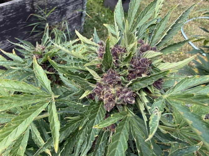 2. Auto outdoor. Week 10 - Lemon cherry