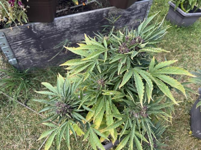 2. Auto outdoor. Week 10 - Lemon cherry