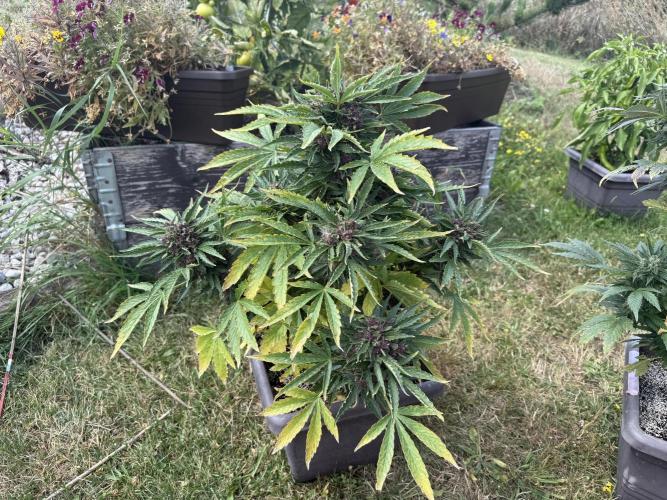 2. Auto outdoor. Week 10 - Lemon cherry