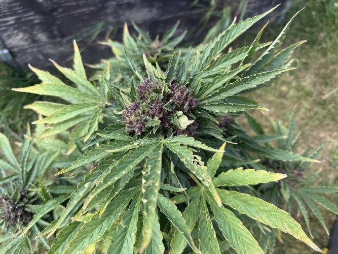 2. Auto outdoor. Week 10 - Lemon cherry