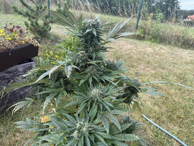2. Auto outdoor. Week 10 - Frostbanger 