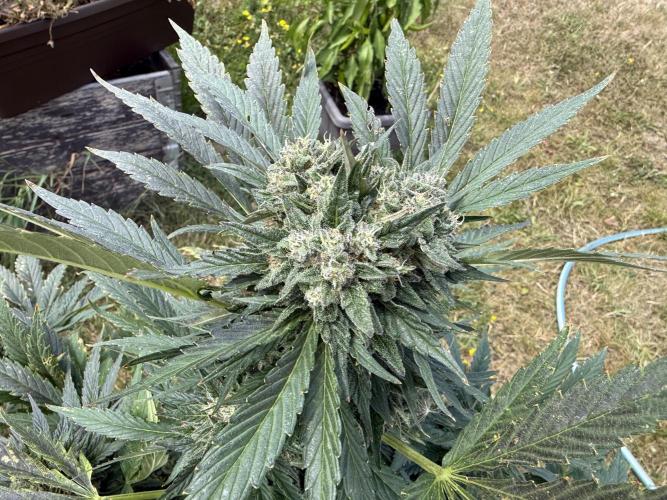 2. Auto outdoor. Week 10 - Frostbanger