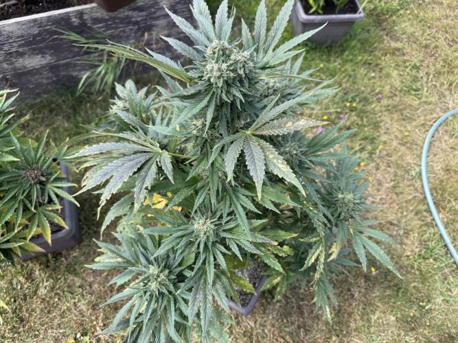 2. Auto outdoor. Week 10 - Frostbanger