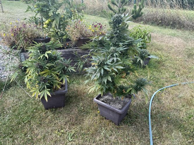 2. Auto outdoor. Week 10