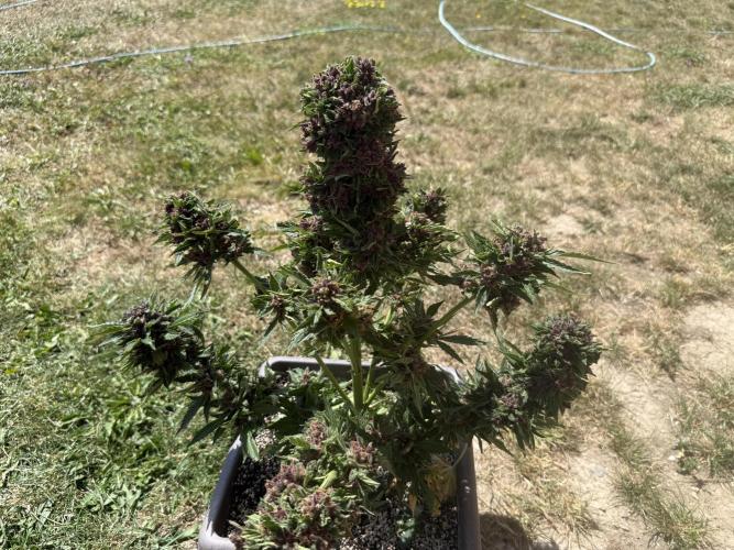 2. Auto outdoor. Week 11