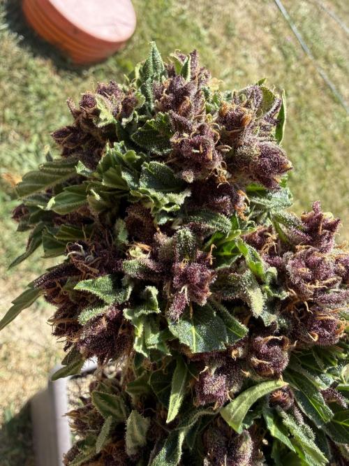 2. Auto outdoor. Week 11