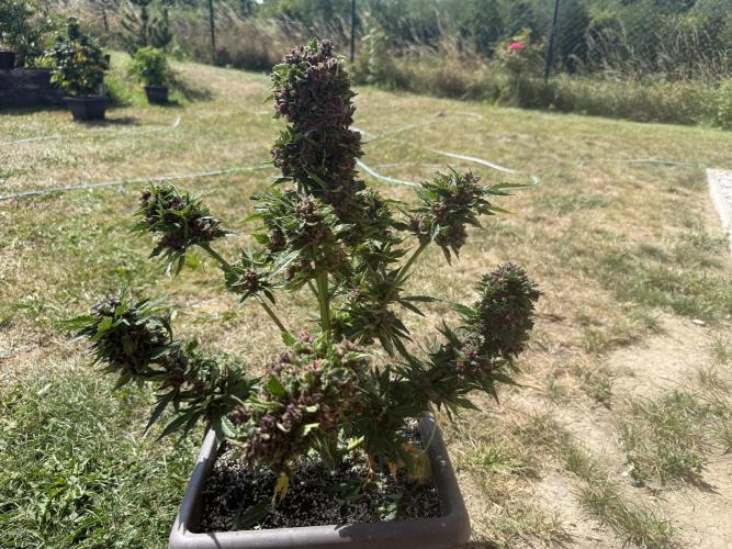 2. Auto outdoor. Week 11