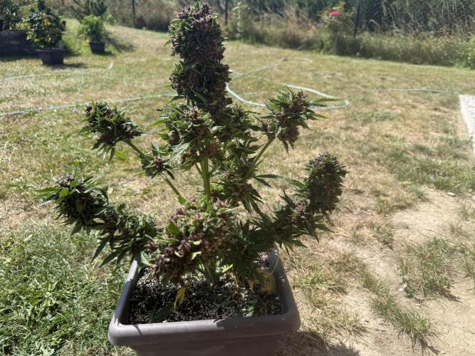 2. Auto outdoor. Week 11