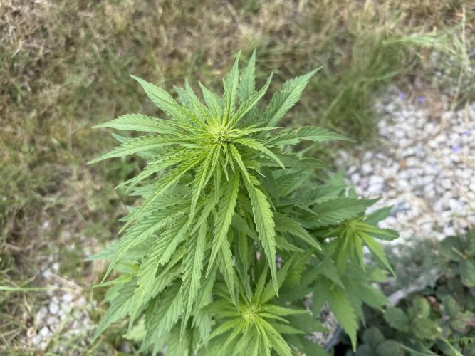 3. Out - Sugar black rose. Week 4