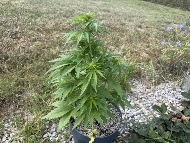 3. Out - Sugar black rose. Week 4