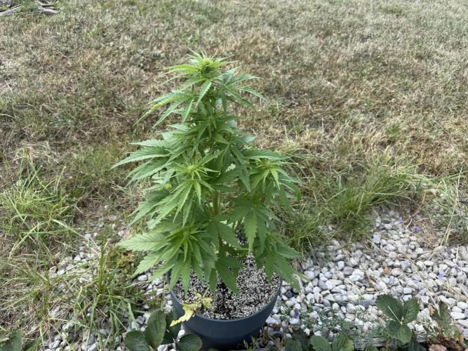 3. Out - Sugar black rose. Week 4