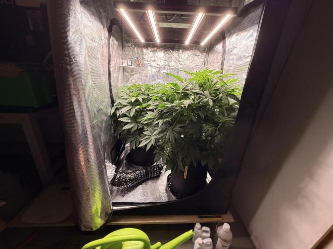 2. Bon Boni #3. Week 6