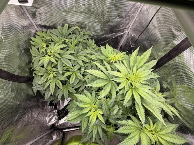 2. Bon Boni #3. Week 6