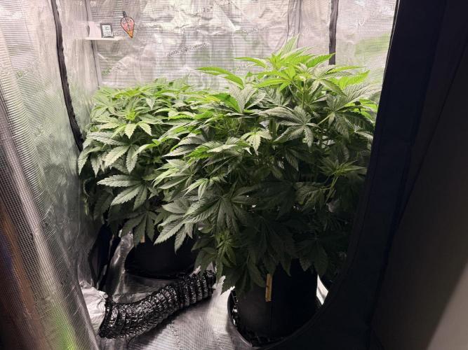 2. Bon Boni #3. Week 6