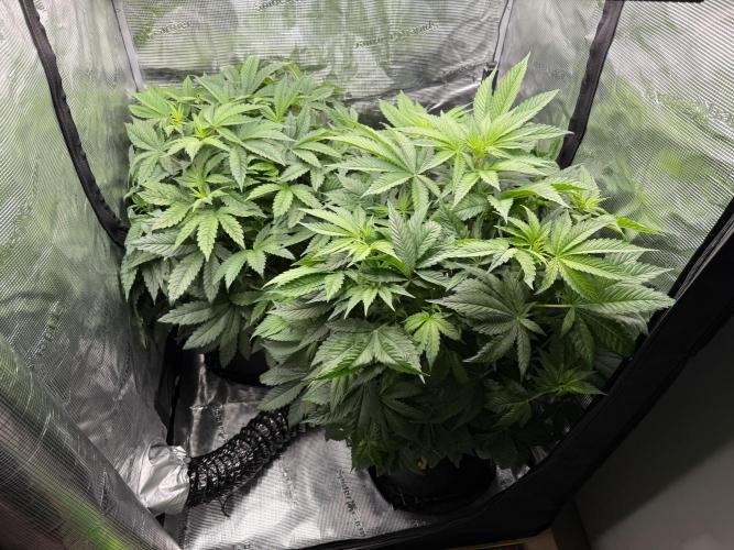 Bon Boni . Week 6