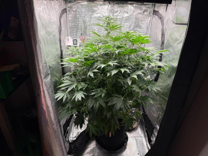 2. Bon Boni #3. Week 8