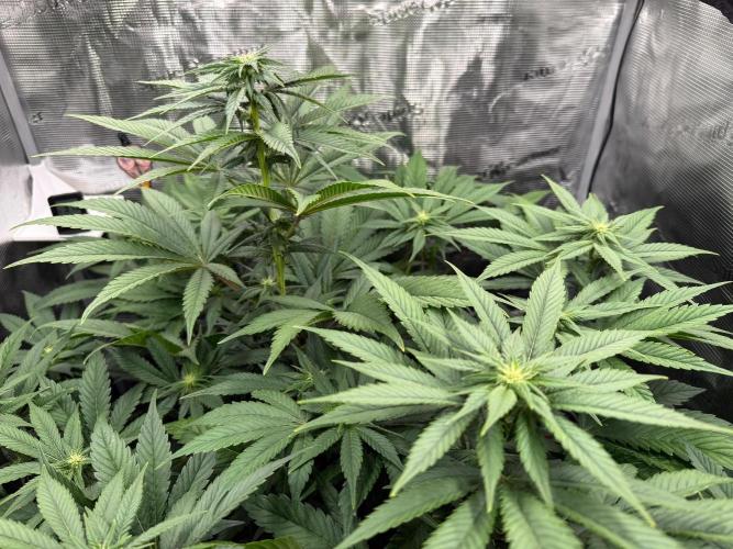 2. Bon Boni #3. Week 8