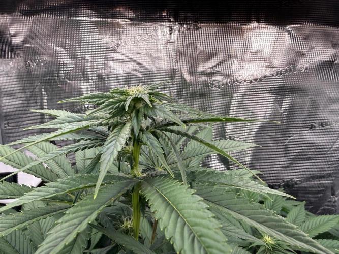 2. Bon Boni #3. Week 8