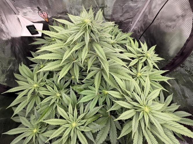 2. Bon Boni #3. Week 8