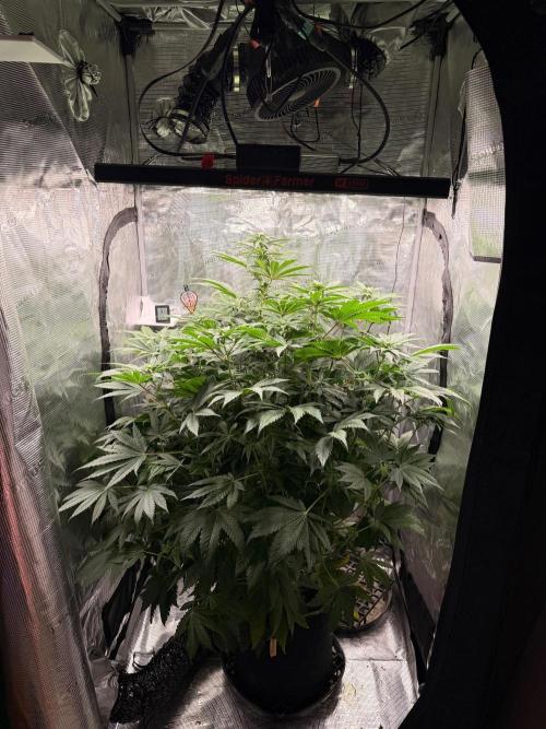 2. Bon Boni #3. Week 8