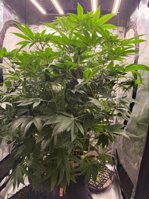 2. Bon Boni #3. Week 8