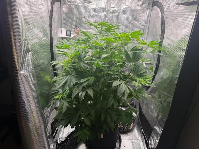2. Bon Boni #3. Week 7