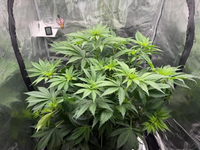 2. Bon Boni #3. Week 7