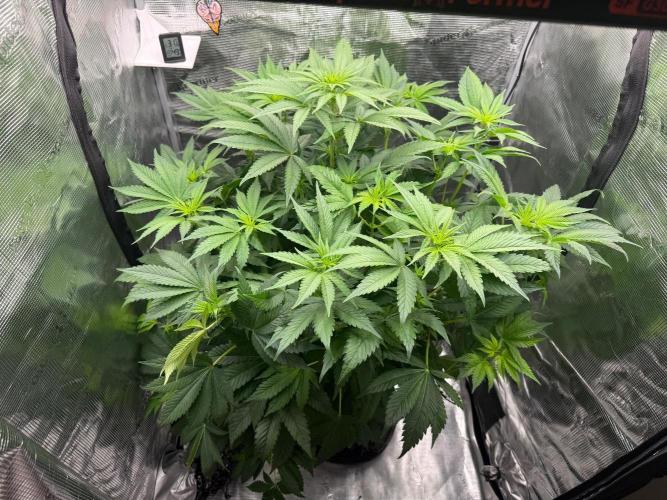 2. Bon Boni #3. Week 7
