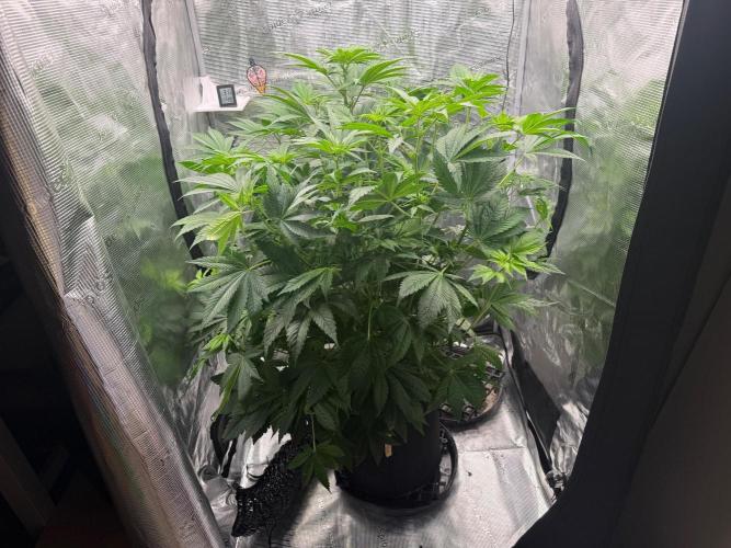 2. Bon Boni #3. Week 7