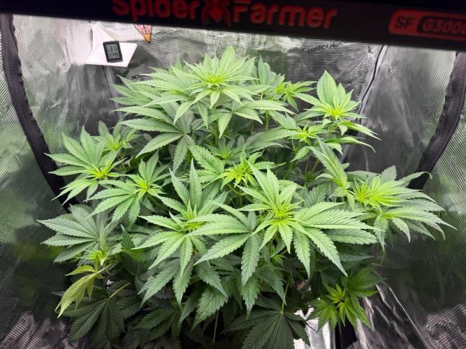 2. Bon Boni #3. Week 7