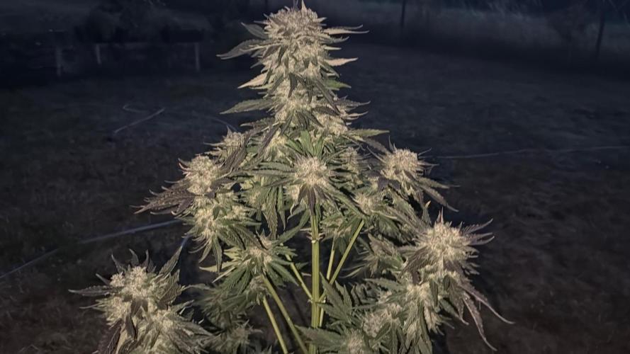 2. Auto outdoor. Week 11