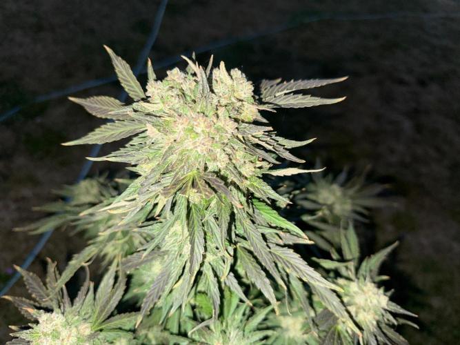 2. Auto outdoor. Week 11