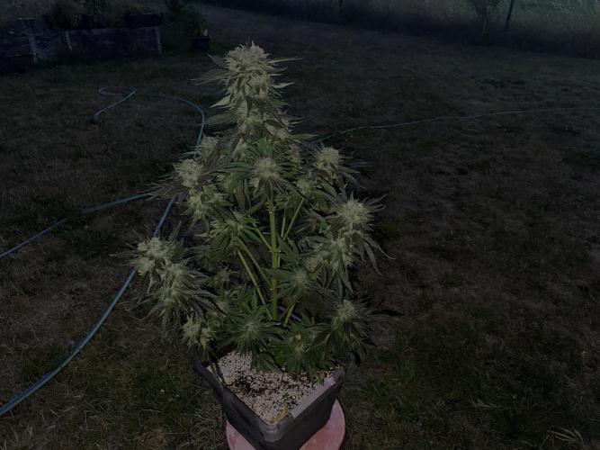 2. Auto outdoor. Week 11