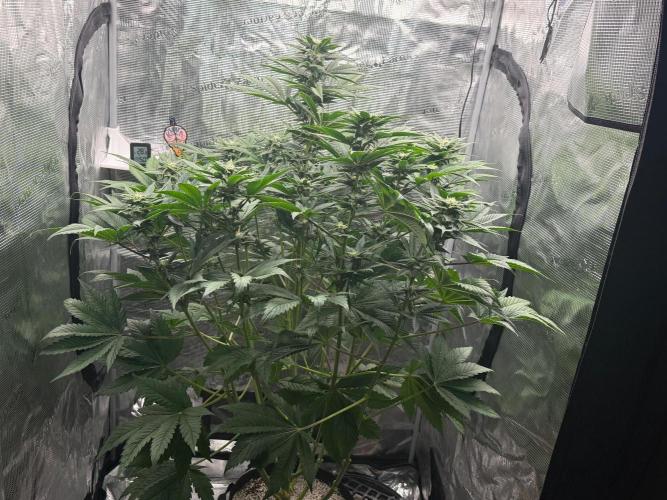 2. Bon Boni #3. Week 9