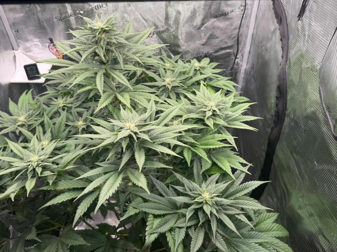 2. Bon Boni #3. Week 9