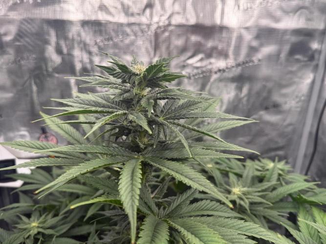 2. Bon Boni #3. Week 9
