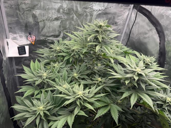 2. Bon Boni #3. Week 9