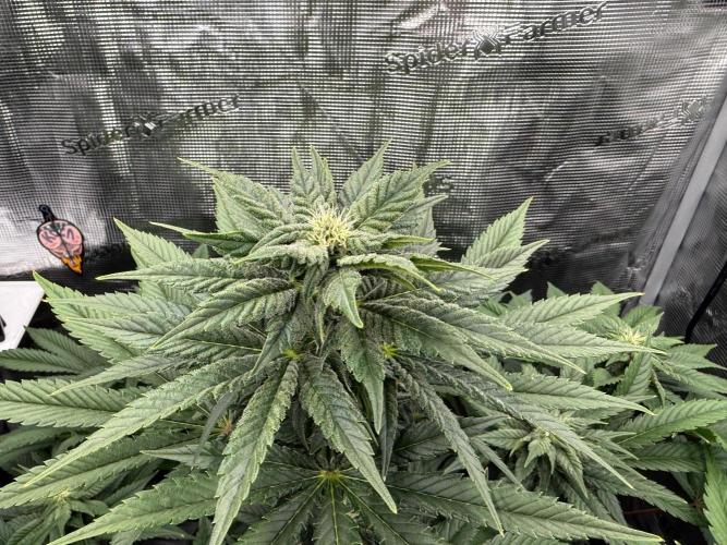 2. Bon Boni #3. Week 9