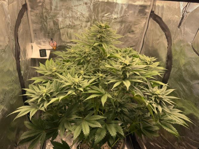 2. Bon Boni #3. Week 9
