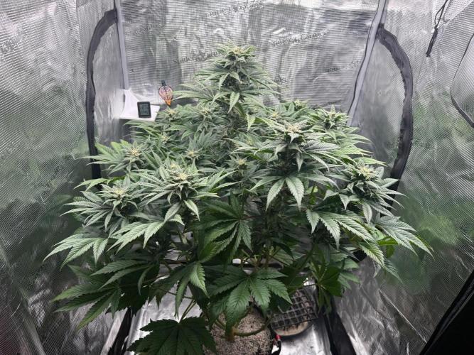2. Bon Boni #3. Week 10