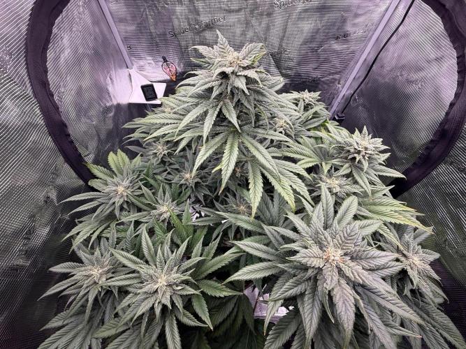 2. Bon Boni #3. Week 10