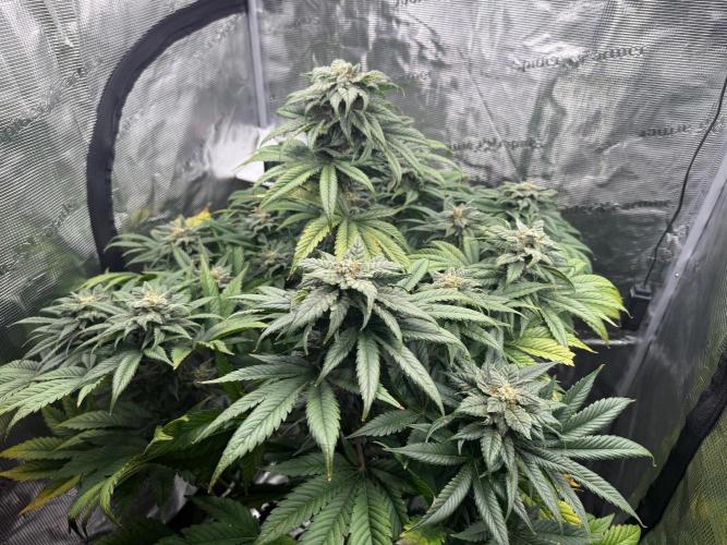 2. Bon Boni #3. Week 13