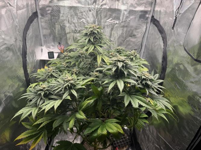 2. Bon Boni #3. Week 13