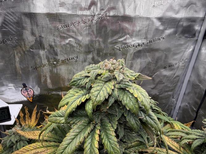 2. Bon Boni #3. Week 13
