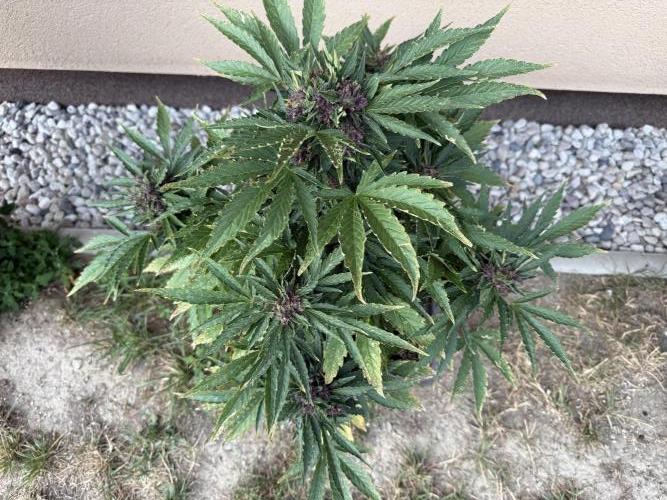 2. Auto outdoor. Week 9 - Lemon Cherry