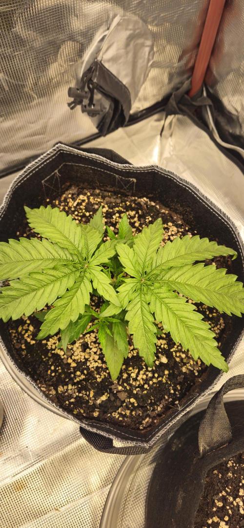 My 1st Photoperiod. Week 2 - This is right after Topping her.