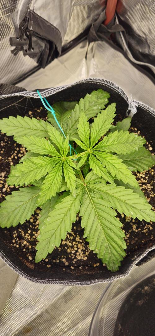 Gorilla Melon. Week 2