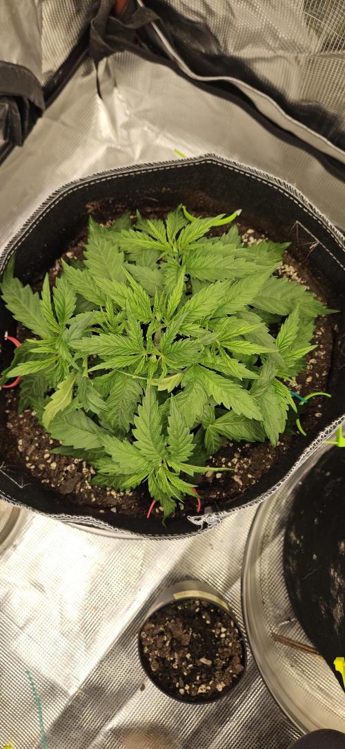 Gorilla Melon. Week 3