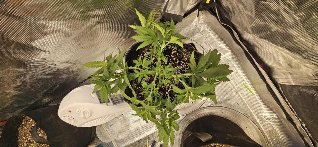 Gorilla Melon. Week 4